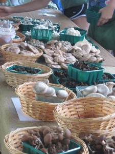 beautiful mushrooms