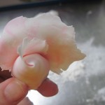 second petal