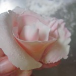 fifth petal