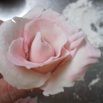 sixth petal