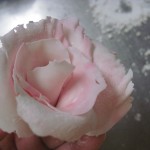 seventh petal