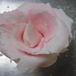 eighth petal