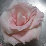 ninth petal