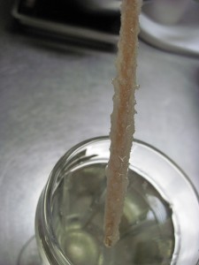 Rock sugar development after 1 day