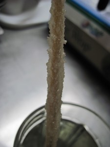 Rock sugar crystal development after 2 days